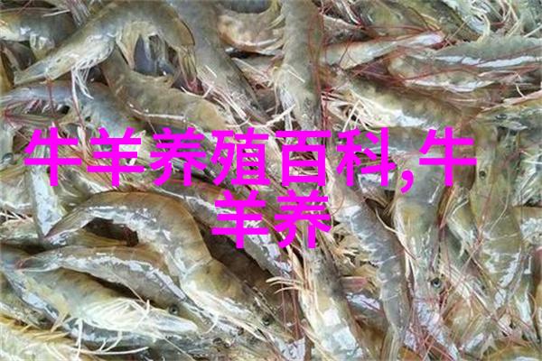 育肥牛的选择