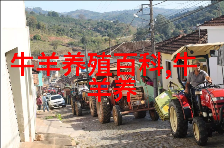 肉牛圈养育肥窍门