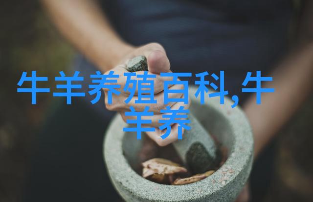 鲁西菜牛
